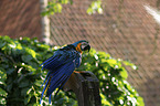 blue and gold macaw