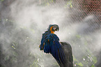 blue and gold macaw