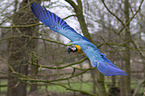 blue and gold macaw