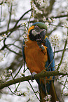 blue and gold macaw