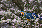 blue and gold macaw