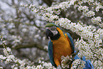 blue and gold macaw