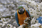 blue and gold macaw