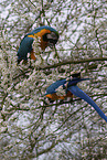 blue and gold macaws
