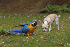dog and blue and gold macaw