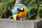 blue and gold macaw