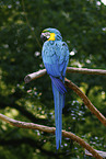 blue and gold macaw