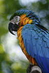 blue and gold macaw