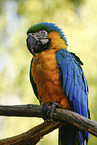 blue and gold macaw