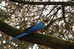 blue and gold macaw