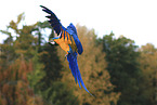 blue and gold macaw