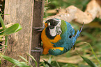 blue and gold macaw