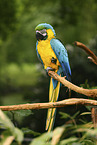 blue and gold macaw