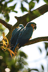 blue and gold macaws