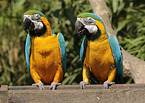 blue and gold macaws