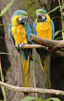 blue and gold macaws