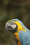 Yellow-breasted Macaw