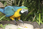blue and gold macaw