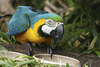 blue and gold macaw