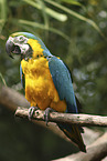 blue and gold macaw