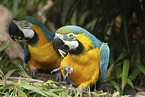 blue and gold macaws