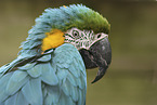 blue and gold macaw