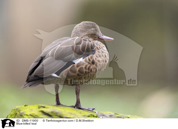 Blue-billed teal / DMS-11900