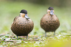 Blue-billed teal