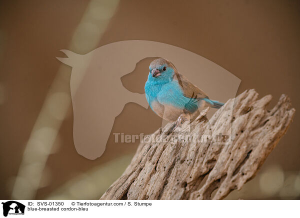 Angola-Schmetterlingsfink / blue-breasted cordon-bleu / SVS-01350