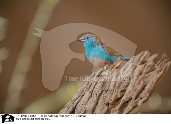 Angola-Schmetterlingsfink / blue-breasted cordon-bleu / SVS-01351