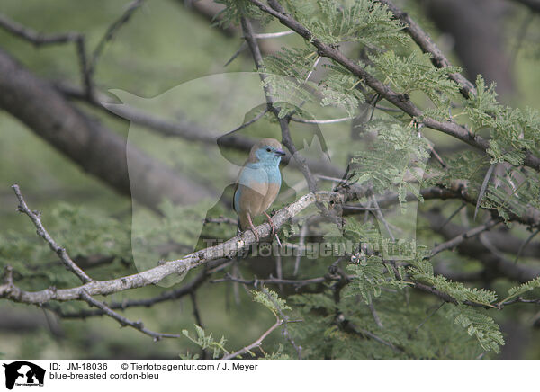 Angola-Schmetterlingsfink / blue-breasted cordon-bleu / JM-18036