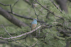 blue-breasted cordon-bleu