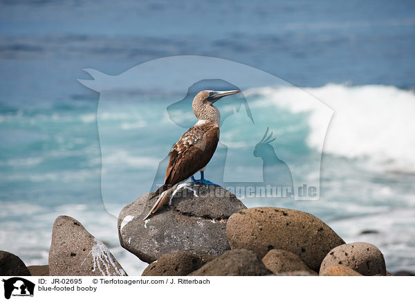 blue-footed booby / JR-02695