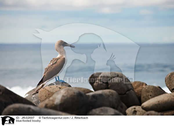 Blaufutlpel / blue-footed booby / JR-02697