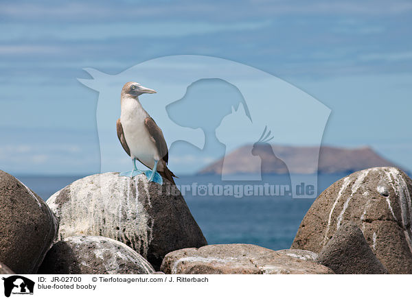 blue-footed booby / JR-02700