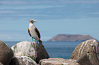 blue-footed booby