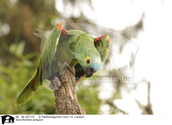 blue-fronted amazon / HL-03115