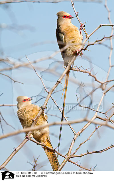 Blaunacken-Mausvgel / blue-naped mousebirds / MBS-05940