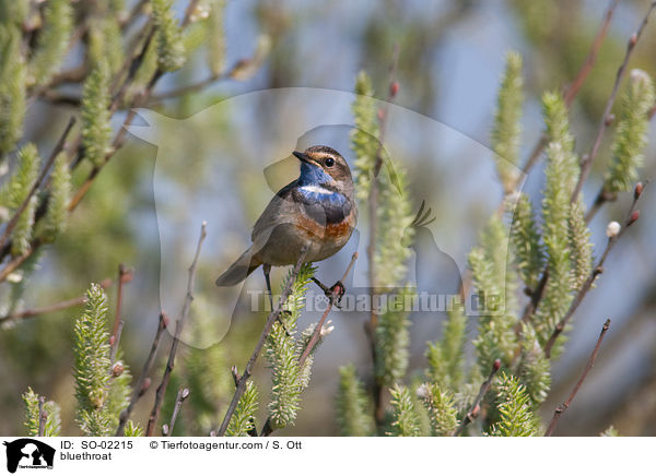 Blaukehlchen / bluethroat / SO-02215
