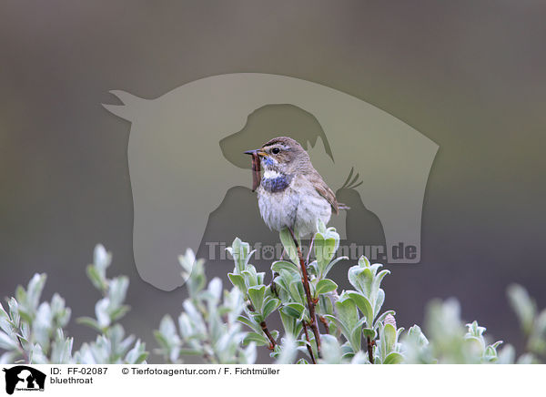 Blaukehlchen / bluethroat / FF-02087