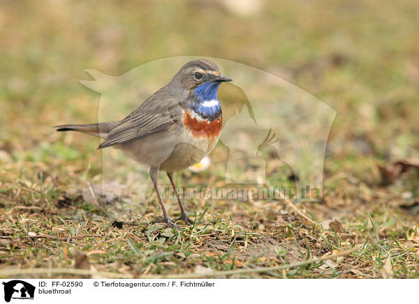 Blaukehlchen / bluethroat / FF-02590