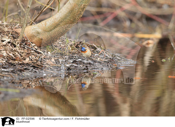 Blaukehlchen / bluethroat / FF-02596