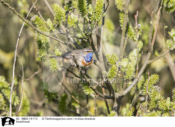 Blaukehlchen / bluethroat / MBS-14113