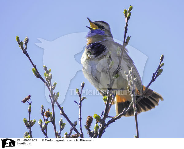 bluethroat / HB-01905