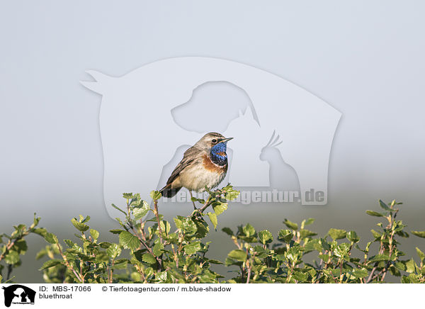 Blaukehlchen / bluethroat / MBS-17066