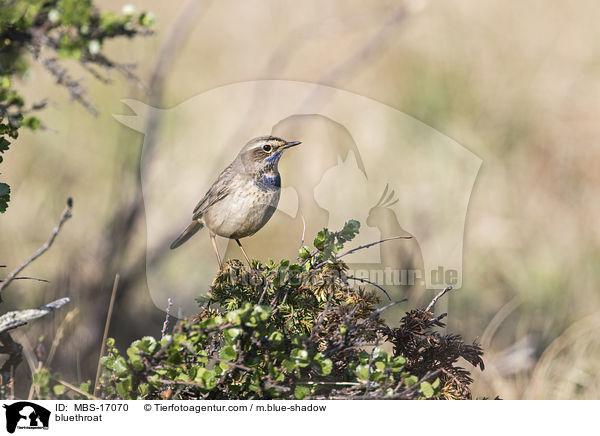 Blaukehlchen / bluethroat / MBS-17070