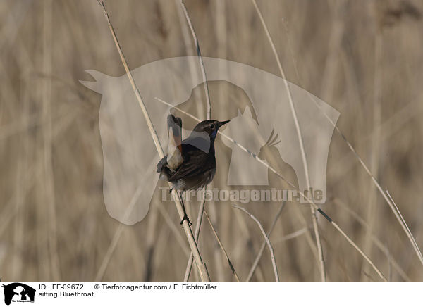 sitzendes Blaukehlchen / sitting Bluethroat / FF-09672