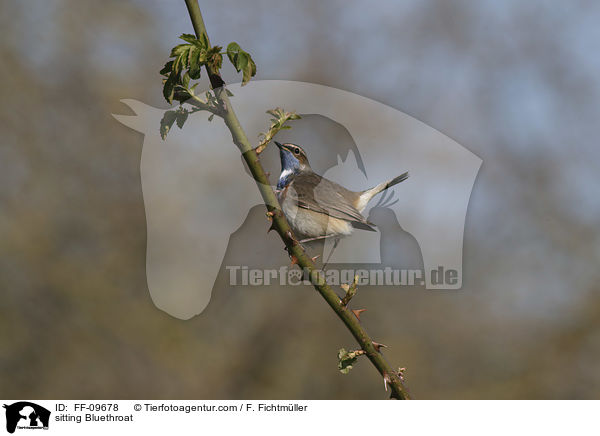 sitzendes Blaukehlchen / sitting Bluethroat / FF-09678