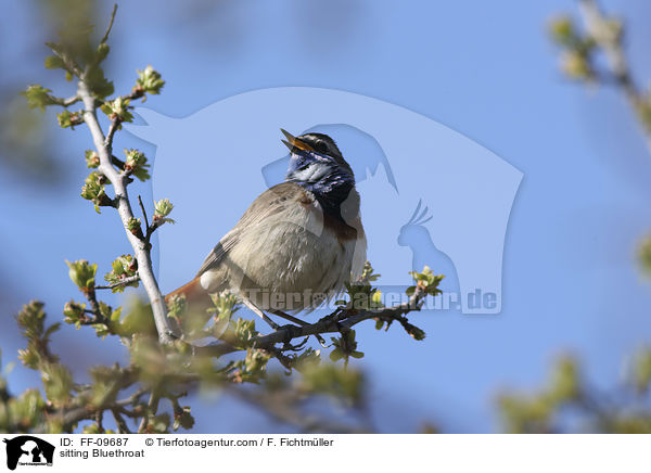 sitzendes Blaukehlchen / sitting Bluethroat / FF-09687