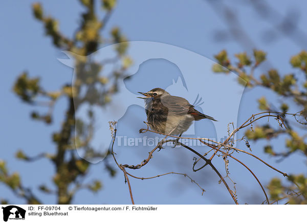 sitzendes Blaukehlchen / sitting Bluethroat / FF-09704